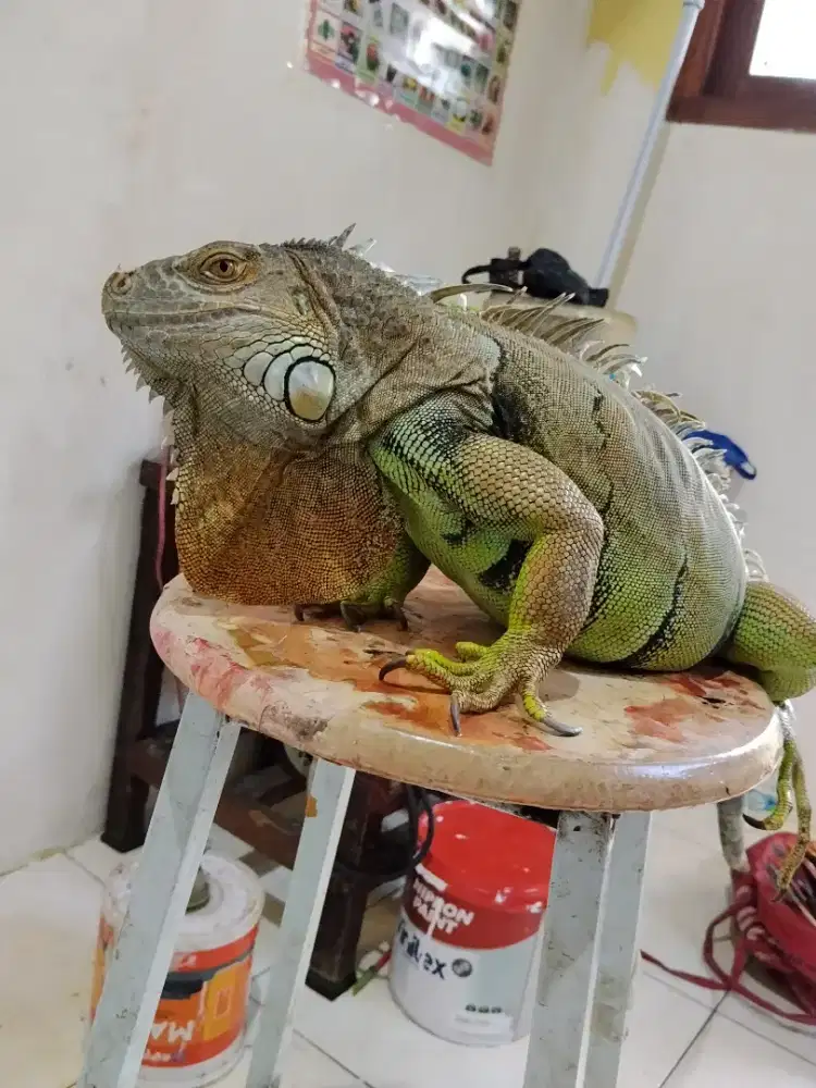 Iguana Dewasa Jinak + Kandangnya