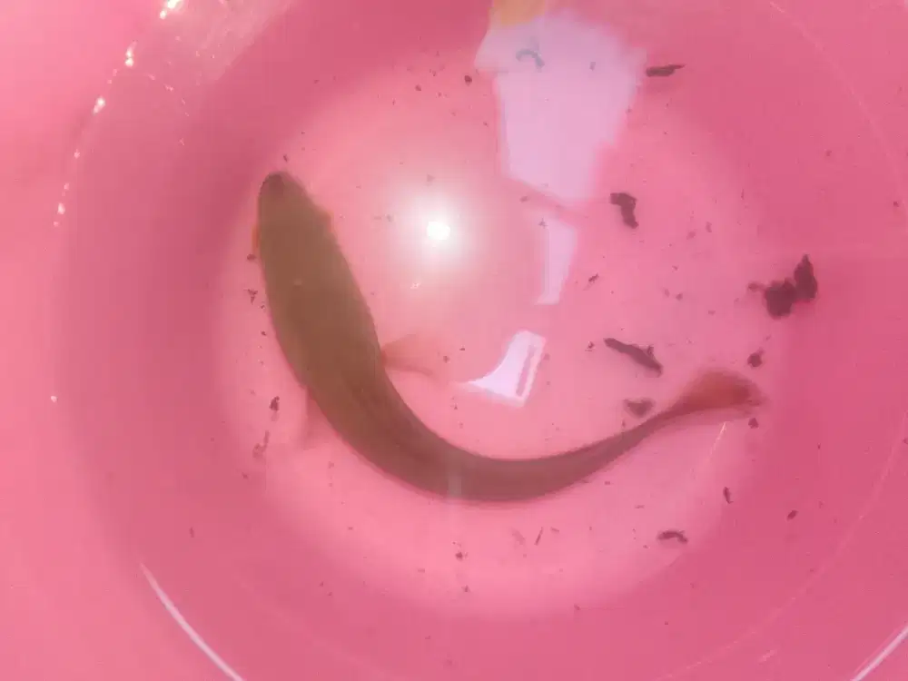 Toman Biasa (Channa Micropeltes)