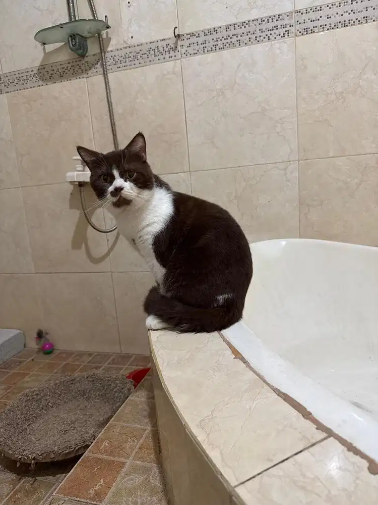 Bsh jantan jago kawin bico putih coklat line import