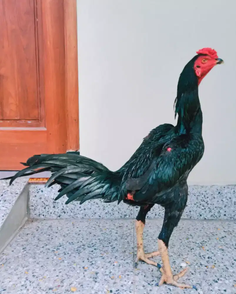 Ayam Pamakhoy Speed Cakut Kuda Lari VIP