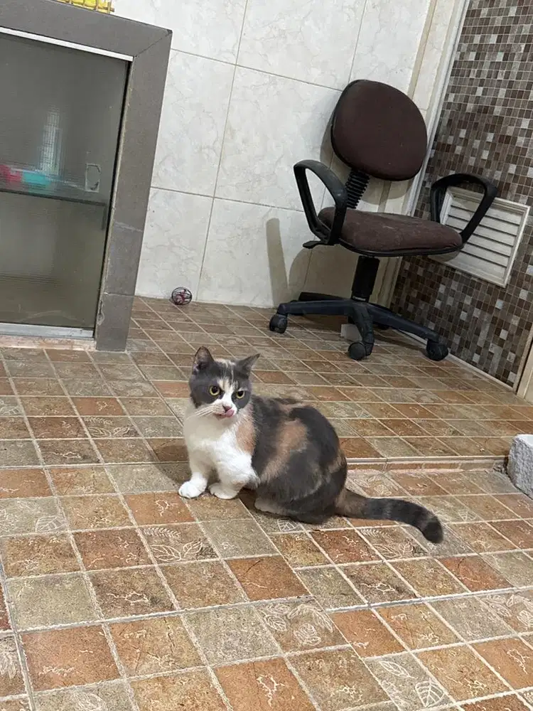 Munchkin betina usia 1 tahun 2 bulan