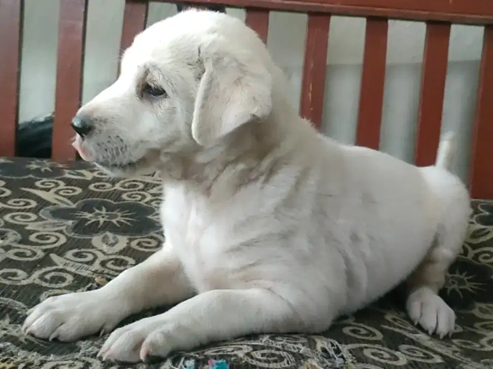 Anak anjing mix teril