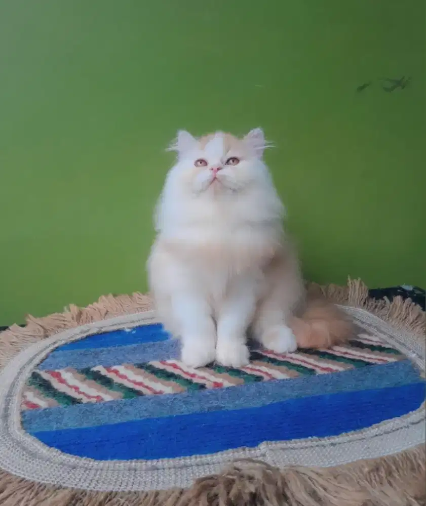 kucing persia #kittenlucu