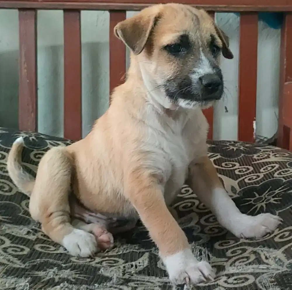 Anak anjing mix teril