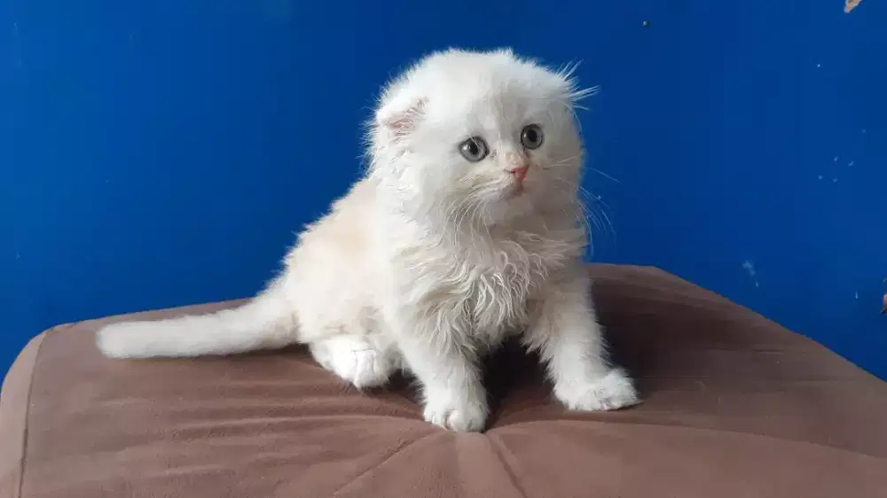 Scotish Tripel Fold Jantan