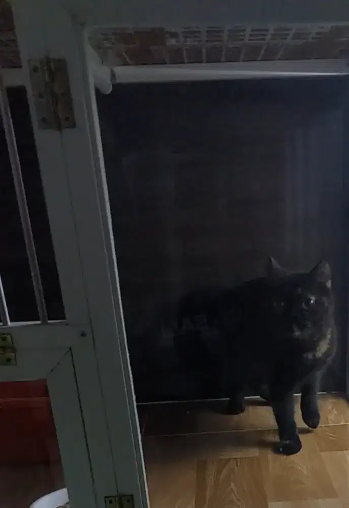 Kucing Munchkin NS BSH British Short Hair MixPersia Betina BlackTortie