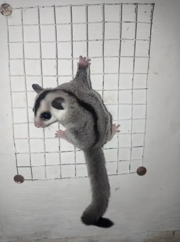 Sugar glider white face betina