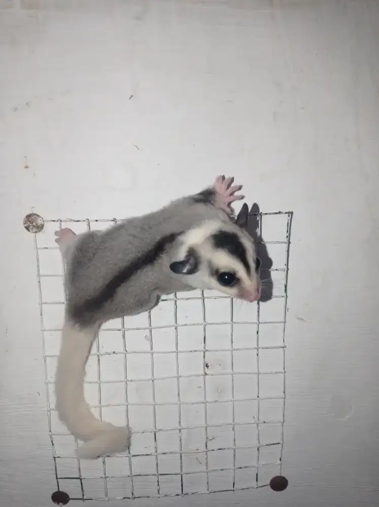 Sugar glider mozaik betina