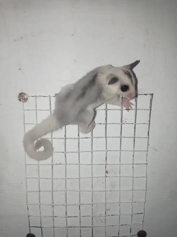 Sugar glider mozaik betina