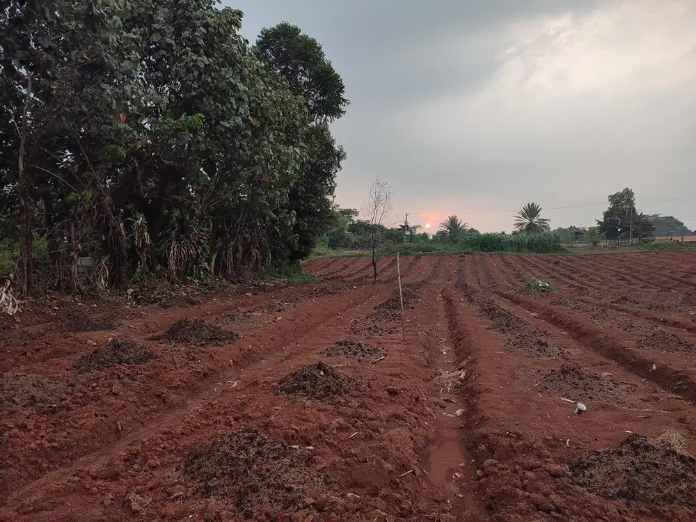 DIJUAL CEPAT! LAHAN 8.000 M² LOKASI SUKAMAKMUR