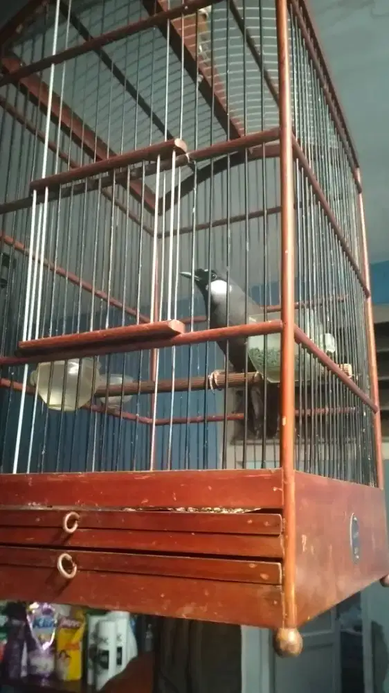 Poksay Hongkong betina