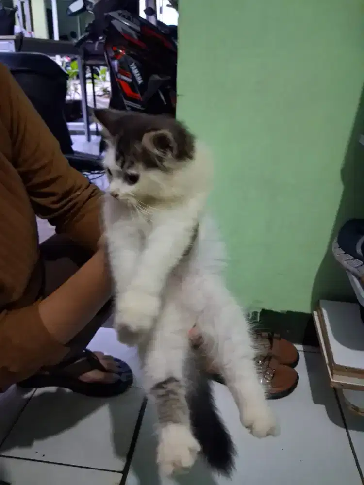 Kitten 3bulan plus kandang