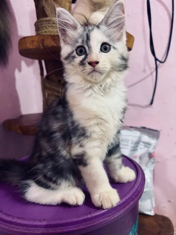 Kitten Maine coon Mainecoon Kucing
