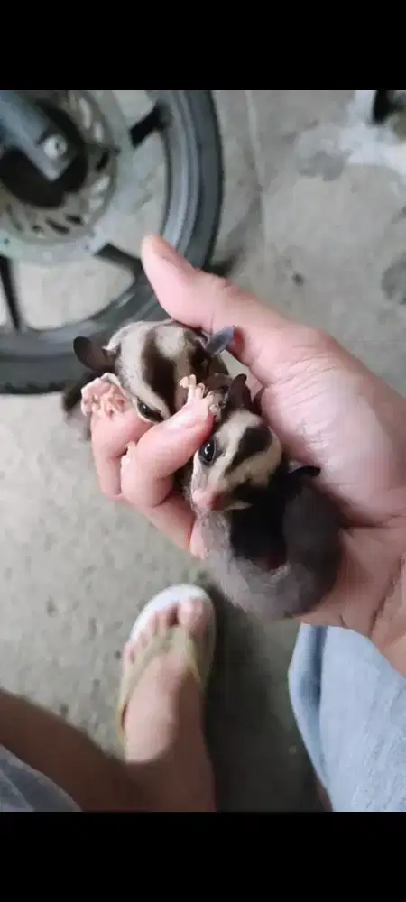 Joy Sugar Glider Gray het Leucistic harga 1an