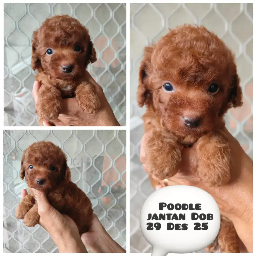 Dijual red poodle jantan