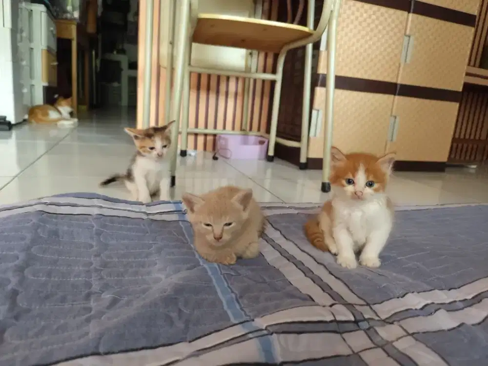 Kitten Anggora vs persia 3bln