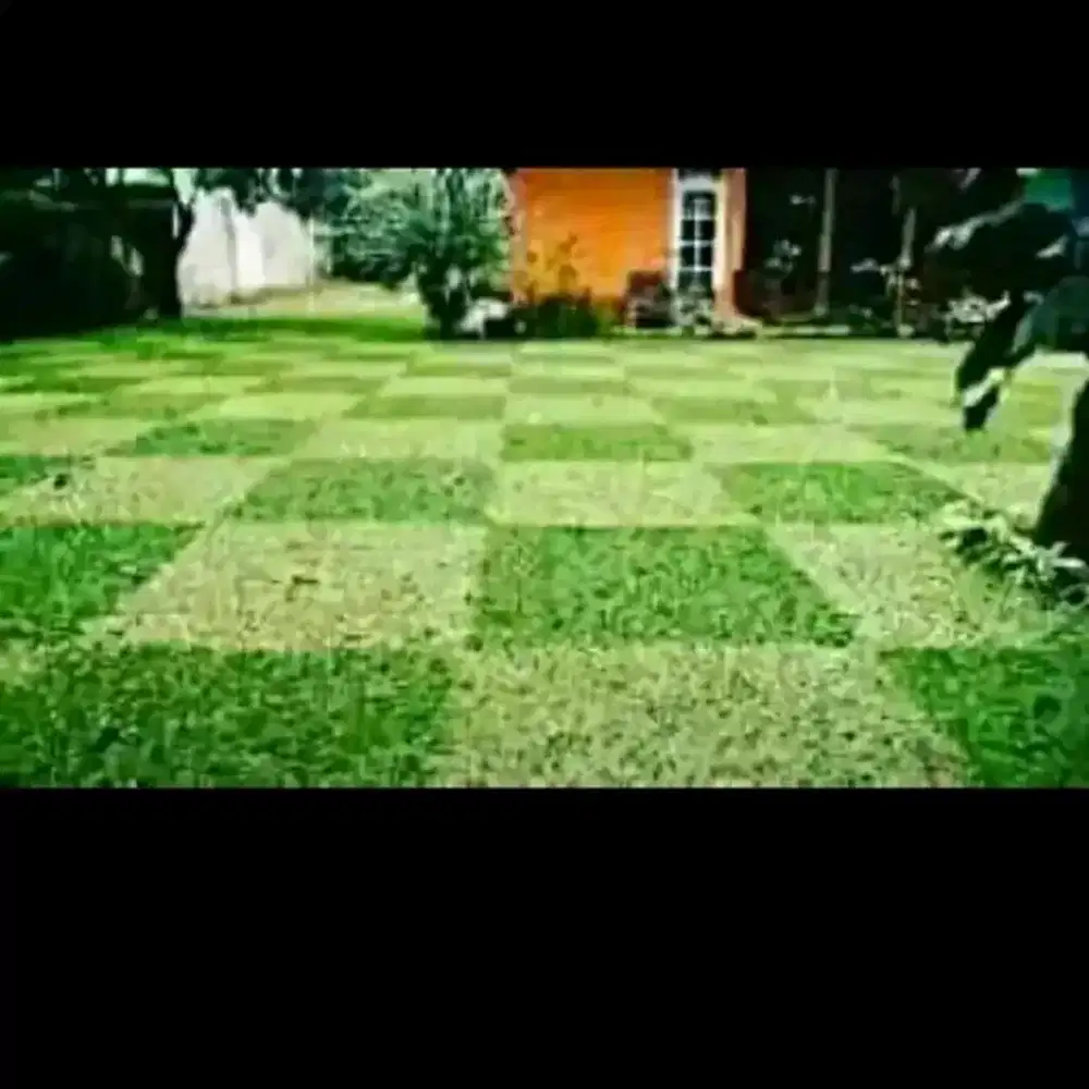 Jual rumput hias varigata