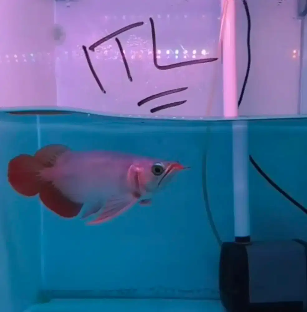 Arwana Arowana super red semi short body ITL jagung