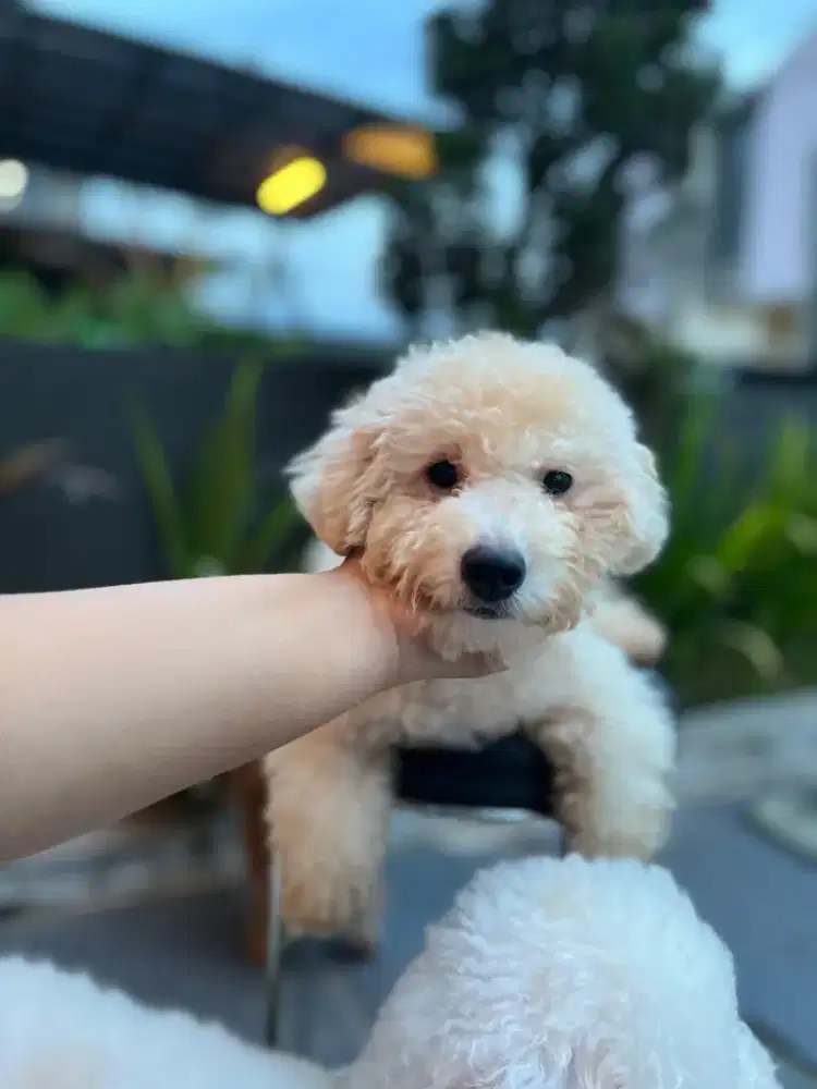 Ready adopt, poodle apricot, betina usia 4 bulan