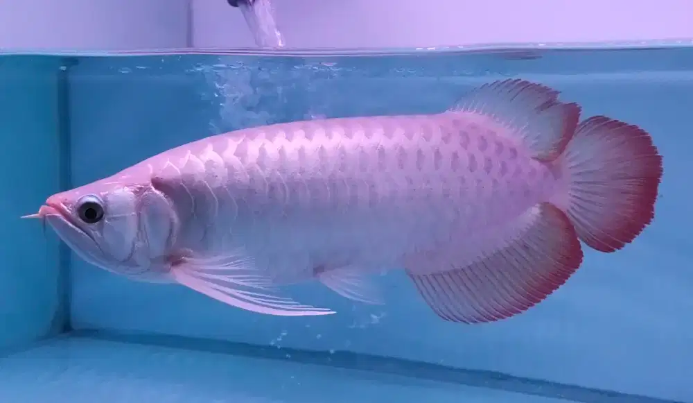 Arwana Arowana super red sumo -+37-38cm