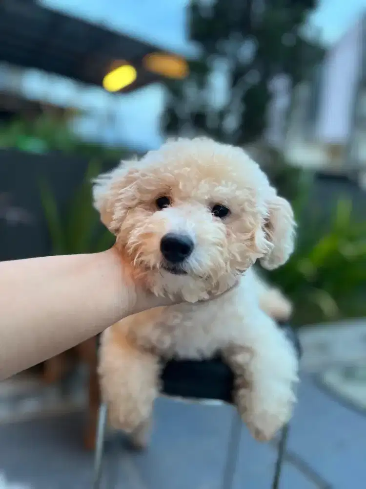 Ready adopt, poodle apricot betina, usia 4 bulan