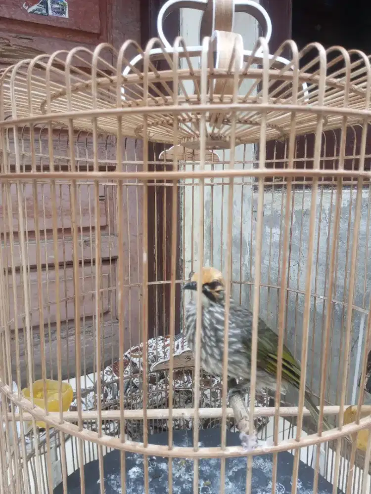 Cucakrawa bodi besar gacorrr