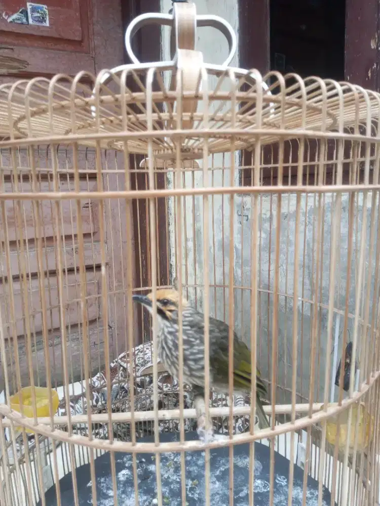 Cucakrawa bodi besar gacorrr