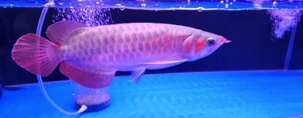 Arwana super red,