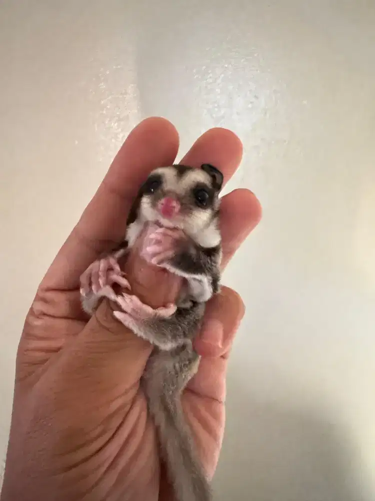 Sugar Glider Classic Grey