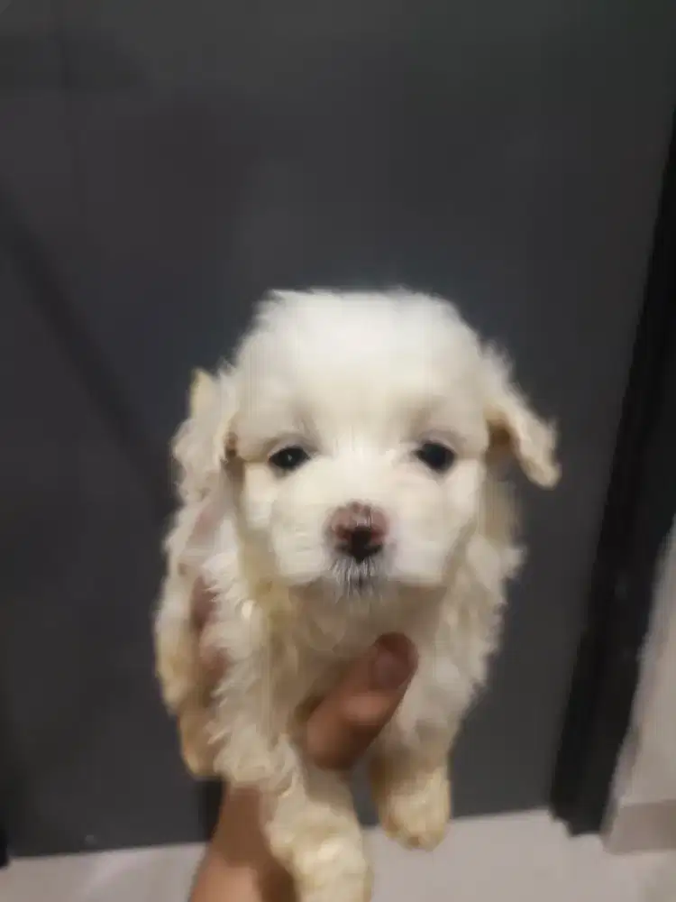 Maltese unur 1 1/2 bulan