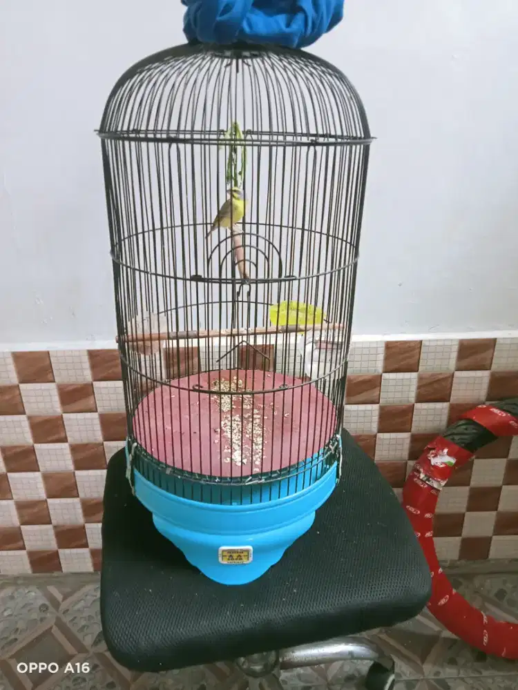 Burung Mozambik gacor