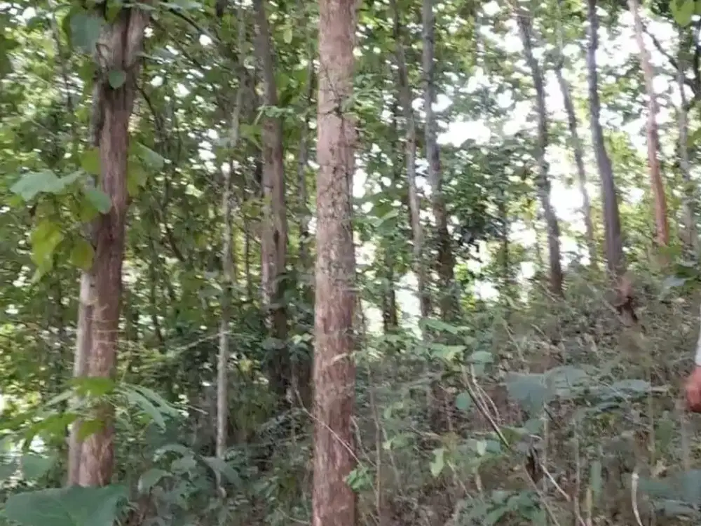 Dijual tanah dengan  pohon jati