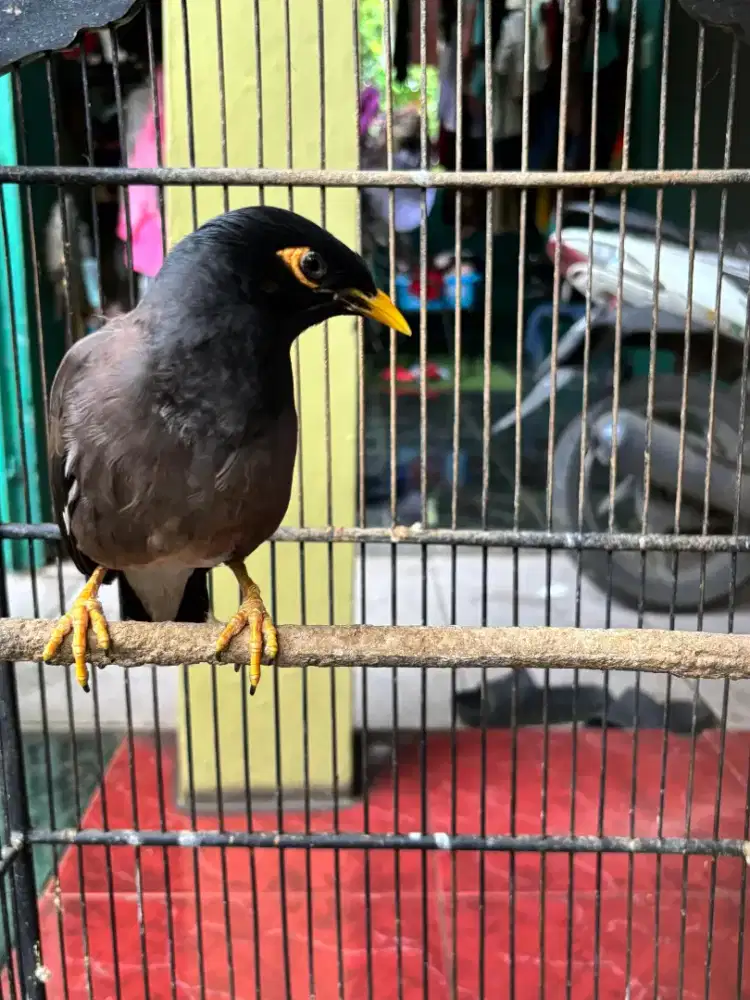 Jalak Nias Bisa Ngomong