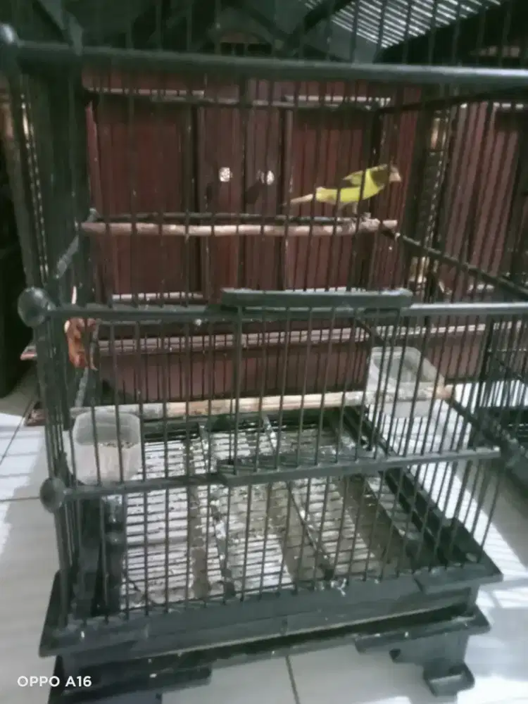 Burung kenari bon stabilo