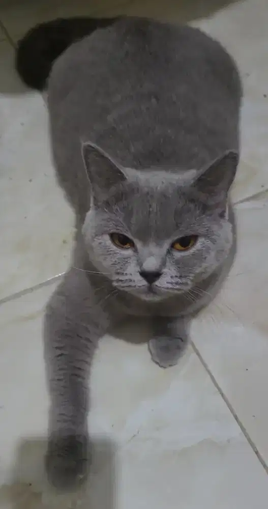 Kucing British Shorthair ped ica