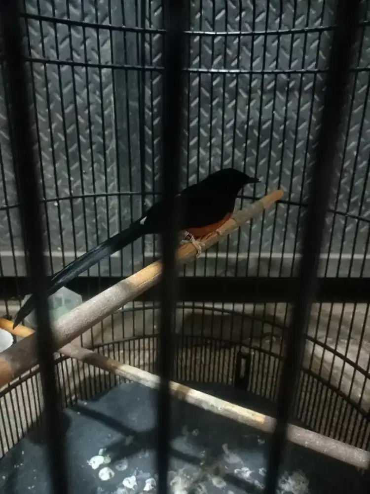 Murai batu gacoran fullset