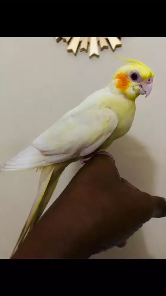 Falk Australia Lutino Mata Merah Jinak