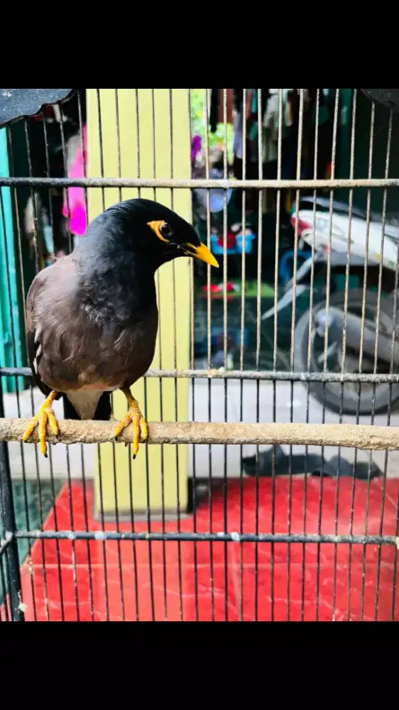 Jalak Nias Rajin Bunyi Bisa Ngomong