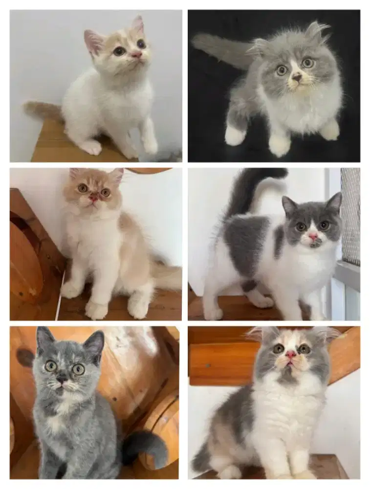 6 Ekor BSH BLH borongan