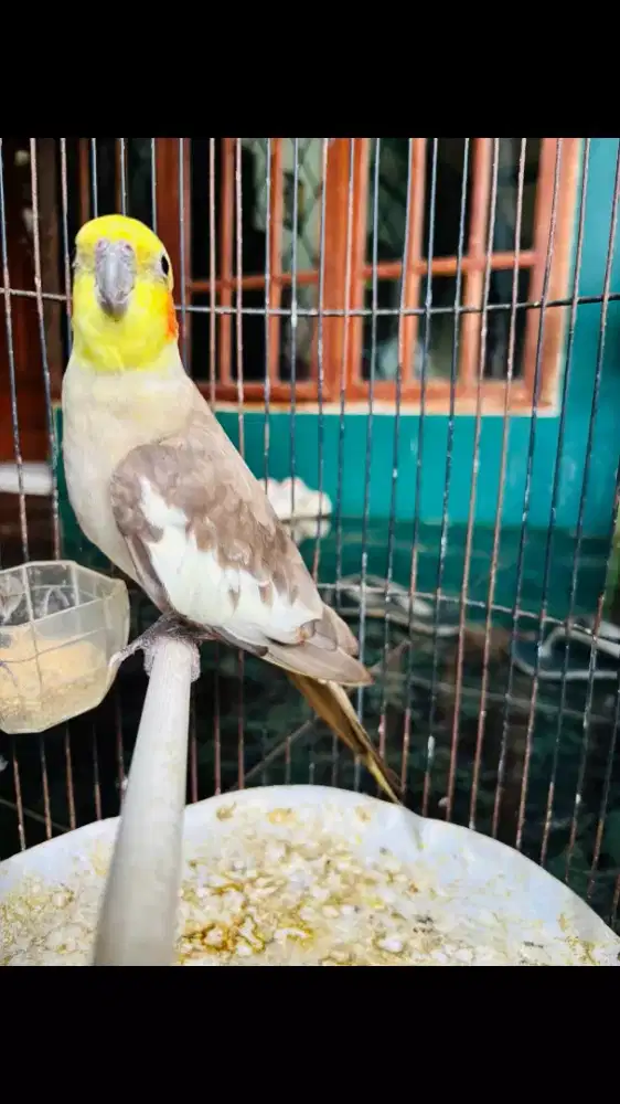 Parkit Australia Grey Rajin Siul