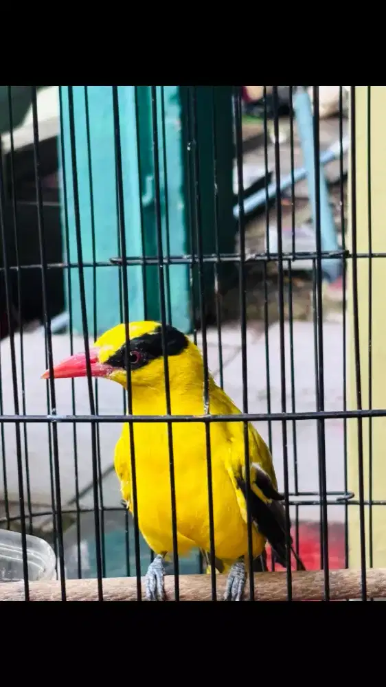 Kepodang Emas Jawa Sudah Bunyi Kliung2