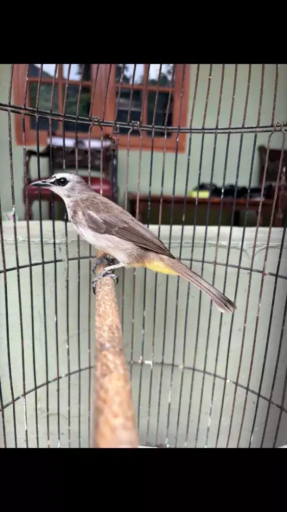 Trucukan Bunyi Rajin Sudah Ngeropel