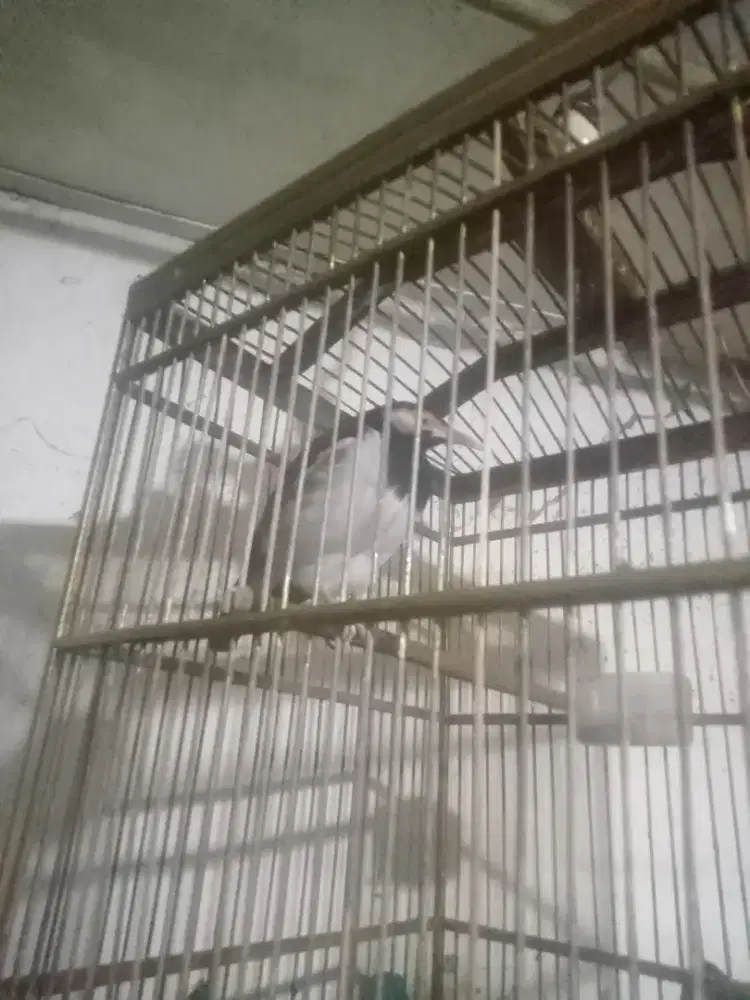 manuk suren Uda ngompa 2