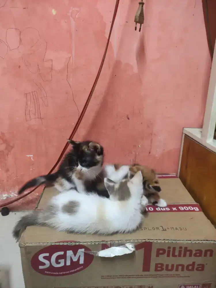 Anakan kucing umur 2 bulan