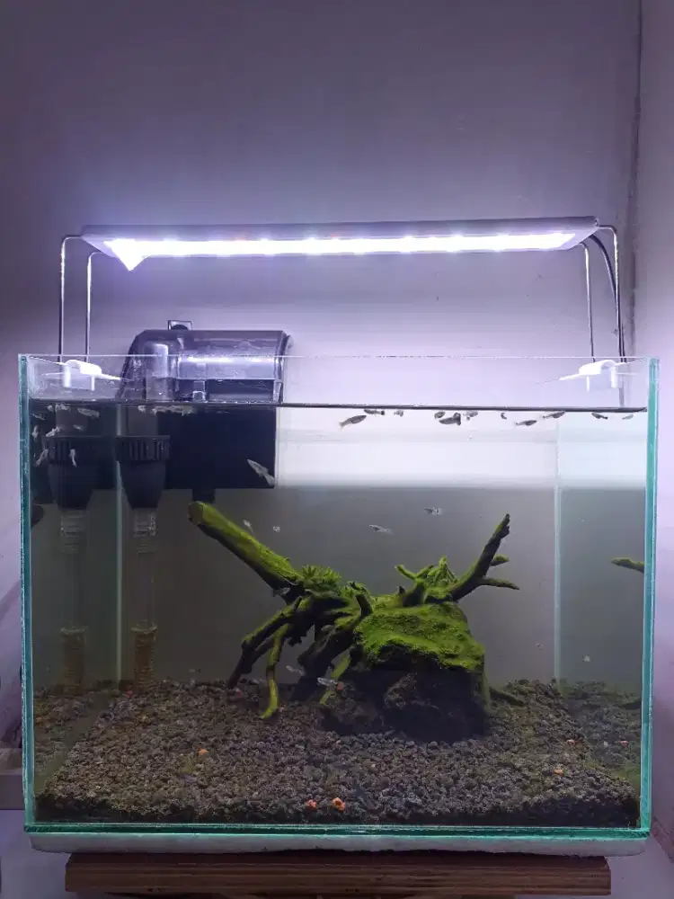 Aquarium 1 Set dan seisinya