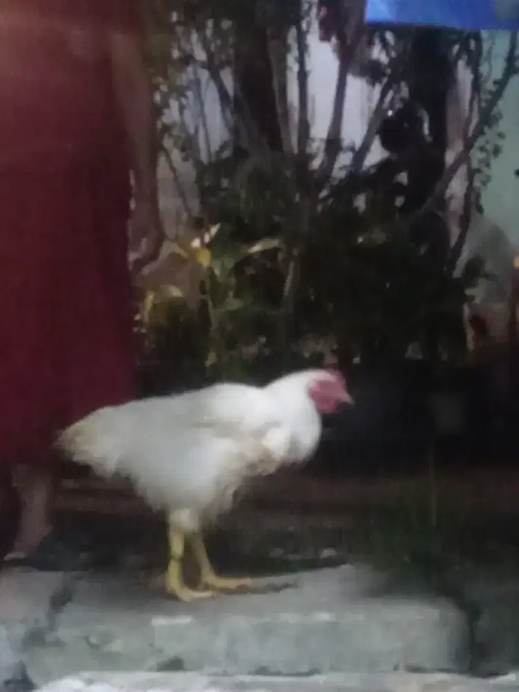 Ayam Negeri Putih