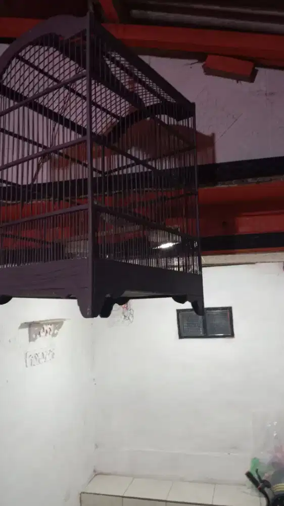 Perkutut lokal alam fullset