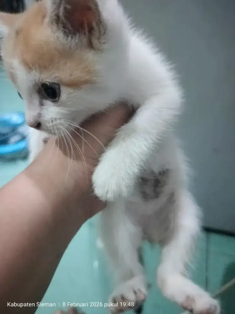 Kucing mix indukan Persia mix Himalaya, pejantannya Persia mix dom