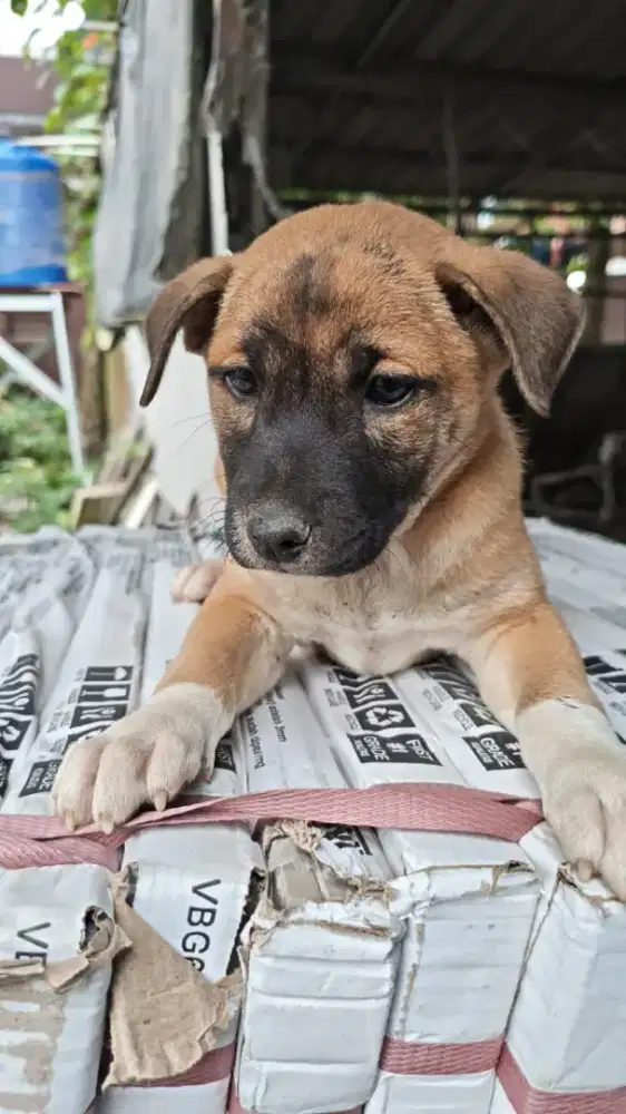 anak anjing umur 1 stgh bulan, betina