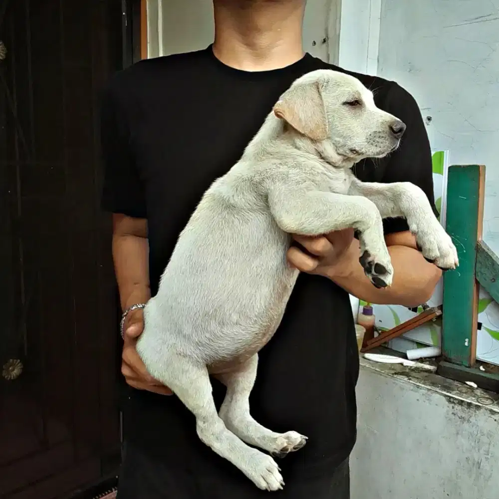 Anak anjing ras besar